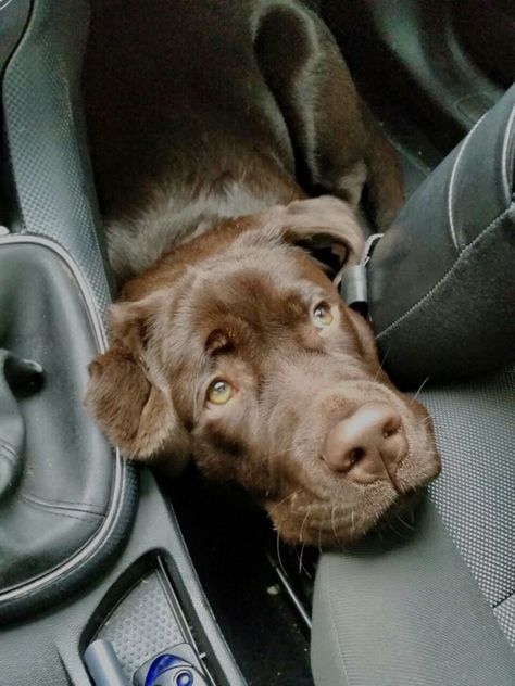 English Chocolate Lab, Husky Corgi, Chocolate Labs, Chocolate Labrador Retriever, Labrador Retriever Puppies, Black Labs, Chocolate Labrador, Lab Puppies, Labrador Puppy