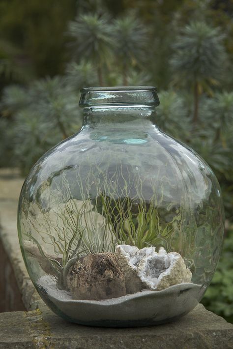 Witch Terrarium, Bottle Gardening, Tillandsia Terrarium, Unique Terrarium, Terrarium Ideas, Beautiful Terrariums, Tillandsia Air Plant, Air Plant Terrarium, Dish Garden