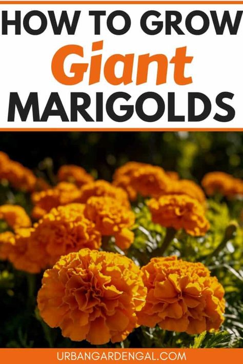 Learn the secrets to growing giant marigold flowers in your garden. From their vibrant colors to their cheerful blooms, these larger-than-life marigolds will add a stunning touch to your annual cut flower garden. Whether you're a seasoned flower gardener or a novice, these tips and tricks will help you cultivate these beautiful large flowers with ease. Marigolds In Garden, Growing Marigolds, Marigold Flowers, Plant Pests, Marigold Flower, Flower Gardening, Cut Flower Garden, Flower Food, Beneficial Insects