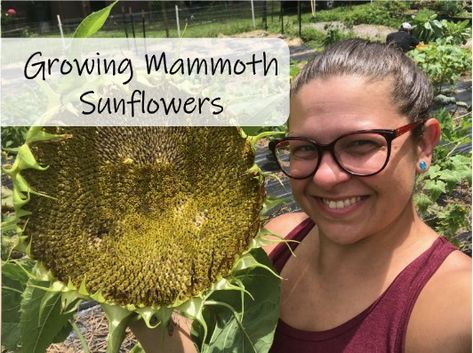 Sunflower Seed Recipes, Sunflower Seedlings, Mammoth Sunflower, Types Of Sunflowers, Sunflower Pictures, Backyard Paradise, Clay Soil, How To Grow Taller, To My Husband