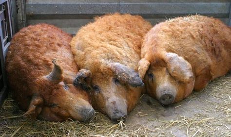 Mangalica (Hungarian curly-haired pig) MMMMM TASTY!!!! Mangalista Pigs, Wooly Pig, Mangalitsa Pigs, Mangalitsa Pig, Farm Pigs Photography, Large Black Pig, Genuia Pigs, Wild Pig, Mini Pigs