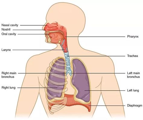 Body Organs Diagram, Respiratory System Function, Respiratory System Anatomy, Human Anatomy Chart, Human Body Diagram, Human Respiratory System, Anatomy Organs, Excretory System, Human Body Organs