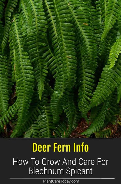 Deer Fern (Blechnum Spicant) evergreen, prefers deep shade, pinnately compound rosette leaves, non-flowering, fresh woody aroma. [DETAILS] Blechnum Spicant, Deer Fern, Homestead Gardening, Types Of Ferns, Ferns Garden, Urban Farmer, Plant Hacks, Gardening Plants, Evergreen Forest