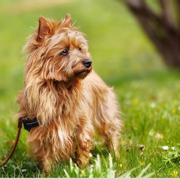 Australian Terrier Puppies for Sale - Adoptapet.com Australian Terrier Puppies, Best Hypoallergenic Dogs, Dog Breeds That Dont Shed, Friendly Dog Breeds, Dandie Dinmont Terrier, Skye Terrier, Norfolk Terrier, Australian Terrier, Norwich Terrier