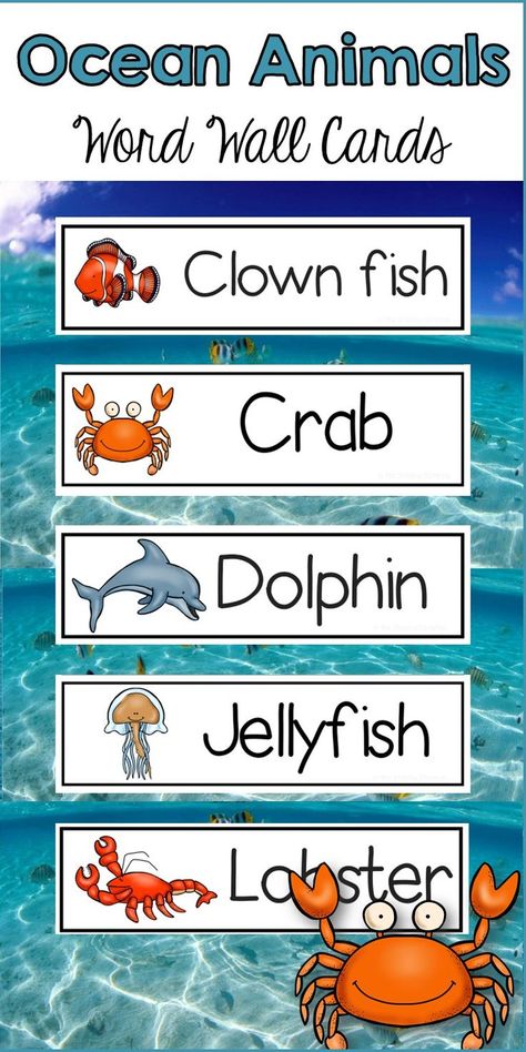 Are your students learning about Ocean animals? These word wall cards are perfect for introducing new vocabulary words. Each word contains a colored picture with the vocabulary word. There are 14 Ocean animals word wall cards in this packet. Ocean Animals Preschool, Ocean Lesson Plans, Ocean Words, Science Word Wall, Animals Preschool, Ocean Theme Preschool, Ocean Habitat, Writing Center Activities, Pre Primary