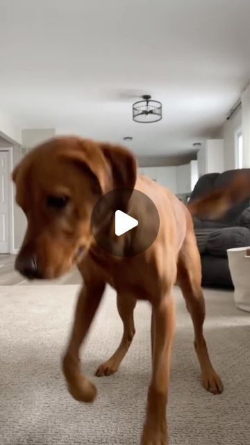 2,854 likes, 34 comments - funny_animals_l8l on May 31, 2024: "Dancing dog 😂🥰😍🤪🐶🐾💕🦴🐩🐕❤️#dance #dog #funny #cute". Dancing Dogs Funny Videos, Funny Dancing Animals, Dogs Dancing, Dancing Dogs, Funny Dog Fails, Dog Dancing, Dog Dance, Boxer Dogs Funny, Dog Cuddles