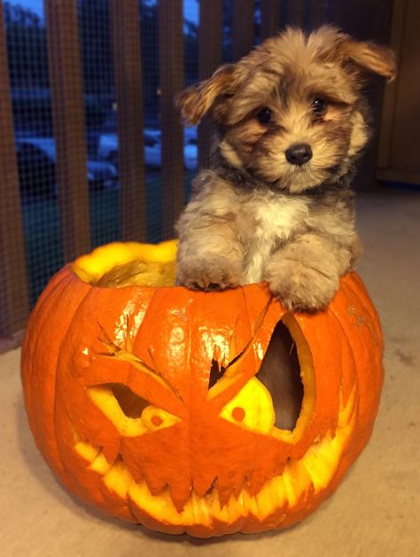 Trick or treat! http://ift.tt/2fRzZ6e Puppy Pumpkin, Pumpkin Carve, Halloween Puppy, Fall Cats, Dog Pumpkin, Pumpkin Pictures, Puppy Photography, Cute Dogs Images, Halloween Is Coming