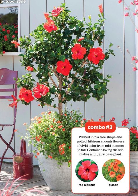 I saw this in the May 2016 issue of HGTV Magazine.   http://bit.ly/1mzvglC Hibiscus Tree, Backyard Renovation, Patio Trees, Potted Plants Outdoor, Hibiscus Plant, Growing Gardens, Flower Pots Outdoor, Garden Crafts Diy, Rock Garden Landscaping