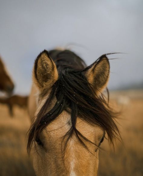 Golden Hour Horse Photography, Horse Close Up, Mustang Horse Aesthetic, Buckskin Horse Aesthetic, Farm Animal Photography, Horses Astethic, Horse Buckskin, Pony Aesthetic, Horse Riding Aesthetic