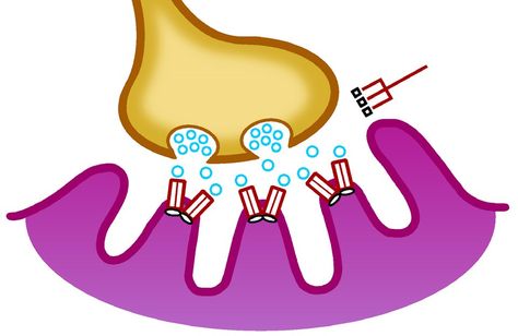 The Neuromuscular Junction | myaware Neuromuscular Junction, Common Fears, Muscle Fatigue, Support Group, Best Friends Forever, Friends Forever, Anatomy, Finding Yourself, Collage