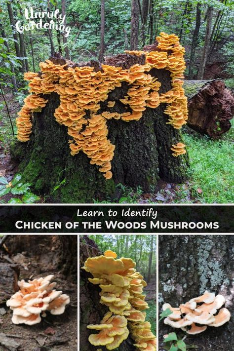 Perfect for aspiring mycologists, Chicken of the Woods is a delightfully approachable mushroom to hunt. Minnesota Mushrooms, Pnw Foraging, Pnw Mushrooms, Edible Mushrooms Chart, Hunter Chicken, Chicken Of The Woods Mushroom, Growing Mushrooms Indoors, Edible Wild Mushrooms, Mushroom Foraging