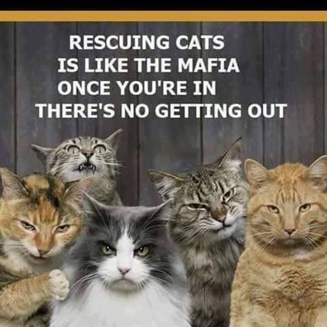 Cat Quotes Funny, Feral Cats, Cat Quotes, Funny Animal Memes, Cat Rescue, Funny Animal Pictures, Crazy Cat Lady, Beautiful Cats, Cat Photo