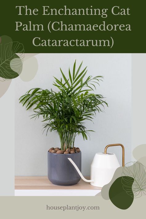 Cat Palm Craze 😻🌴 Meet the enchanting Cat Palm! 🐾 This graceful green beauty is perfect for adding a touch of jungle vibes to your space. Discover its secrets and learn how to give it the purr-fect care. Let's dive in! #catpalm #houseplants #plantlover #indoorjungle #greenthumb #homedecor #plantcare 🌱 Cat Palm, Jungle Vibes, Indoor Jungle, How To Give, Green Beauty, Plant Lover, Green Thumb, Plant Care, House Plants