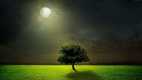 #moonlit #dark night sky #darkness lone tree lonely tree #field #grasslaned full moon #tree #moonlight #moon #night #grass #clouds #sky #meadow #4K #wallpaper #hdwallpaper #desktop Fields Wallpaper, Moon Moon, Lone Tree, Landscape Photography Nature, Scenery Nature, Moon Photography, Beautiful Moon, Beautiful Landscape Wallpaper, Samsung Wallpaper