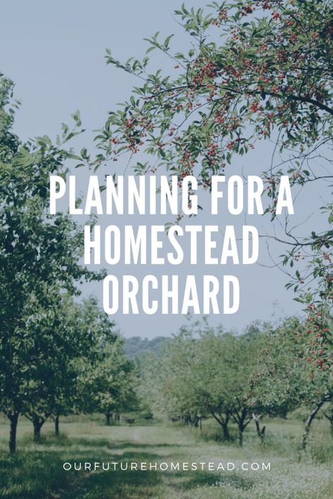 Homestead Orchard, Picking Fruit, Orchard Design, Orchard Garden, Farm Plans, Homestead Farm, Homestead Gardens, Future Farms, Homesteading Skills