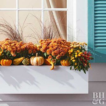 Fall Flower Boxes, Fall Window Boxes, Potted Mums, Fall Windows, Fall Container Gardens, Fall Mums, Fall Containers, Window Box Flowers, Fall Planters