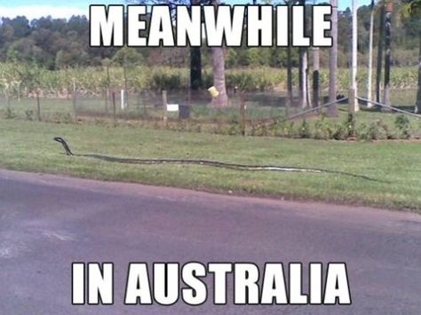 Meanwile in Australia meme lol memes Australia Meme, Aussie Memes, Australian Memes, Funny Aussie, Meanwhile In Australia, Funny Australian, Australia Funny, Giant Snake, Australia Map