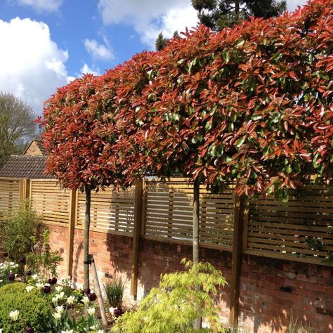 Garden Privacy Ideas Uk, Pleached Photinia Red Robin, Perimeter Garden, Red Robin Tree, Screening Plants, Nursery Set Up, Bamboo Hedge, Photinia Red Robin, Romantic View