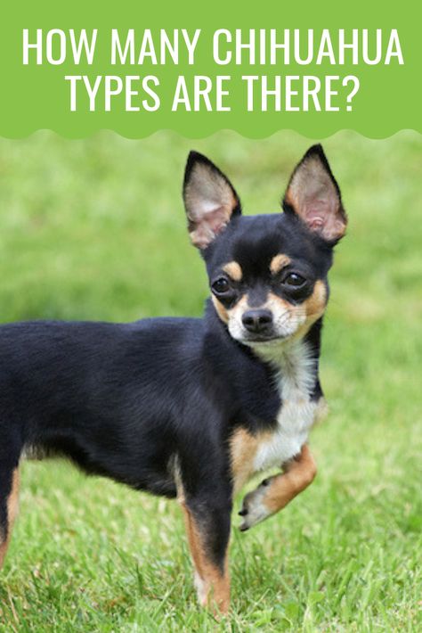 Did you know there are several different types of Chihuahuas? Some differ in their head shape while other differ in their fur. Read on and discover more on this Mexican toy dog! #dog #dogbreed #chihuahua #chihuahuas #dogs #puppies Chichuachua Chihuahua Dogs, Chiuaua Dog, Chuachua Dog, Apple Head Chihuahua Long Hair, Types Of Chihuahua, Chihuahua Barking, Brown Chiuahaha, Chihuahua Breeds, Brown Long Hair Chihuahua