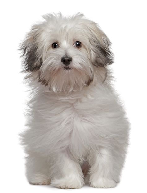 Bolognese dog and what you need to know about him. Read what is saying about his perfect owner. Quiet Dog Breeds, Bolognese Dog, Coton De Tulear Dogs, Family Dogs Breeds, Rare Dog Breeds, Rare Dogs, Havanese Dogs, Lap Dogs, Cat Pet