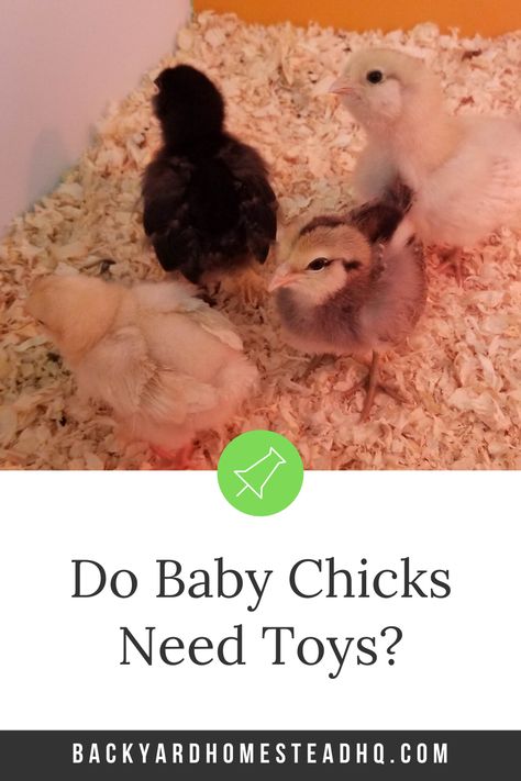 Chicken Accessories Ideas, Chick Perch Diy, Homemade Chicken Coop Toys, Baby Chick Toys Diy, Chick Enrichment Ideas, Chicken Toy Ideas, Toys For Baby Chicks, Chick Toys Diy, Chick Brooder Toys