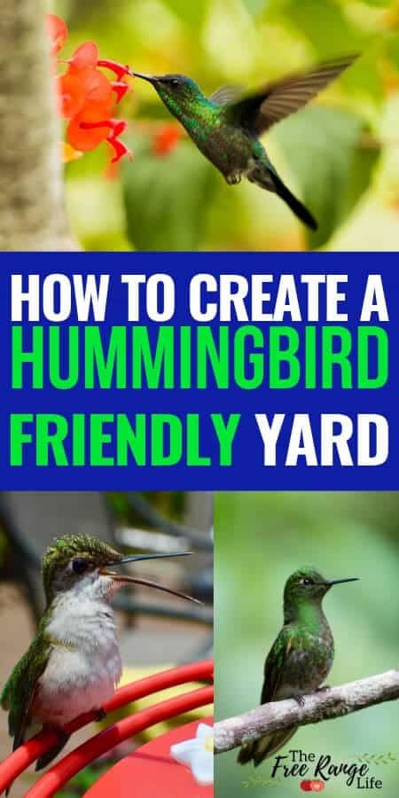 Attracting Hummingbirds, Hummingbird Food, Hummingbird Nectar, Hummingbird Plants, Attract Hummingbirds, Hummingbird Flowers, Hummingbird Garden, Garden Types, How To Attract Hummingbirds