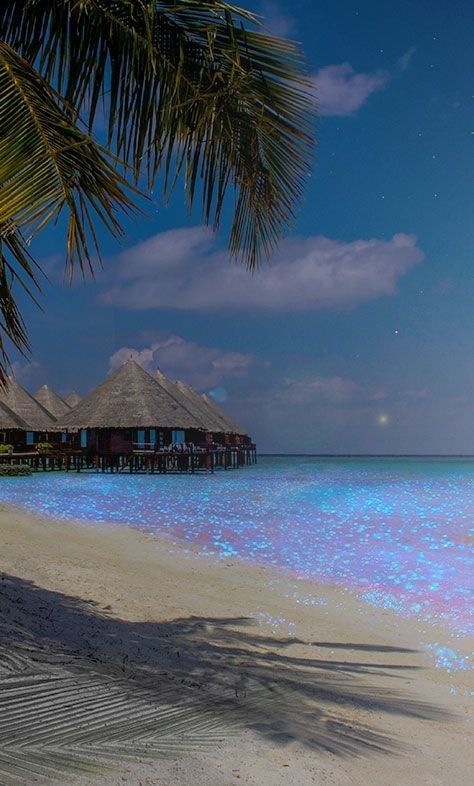 Maldives Glowing Beach, Sea Of Stars Maldives, Glowing Beach, Maldives Aesthetic, جزر المالديف, Maldives Beach, Sea Of Stars, Beach At Night, Maldives Island