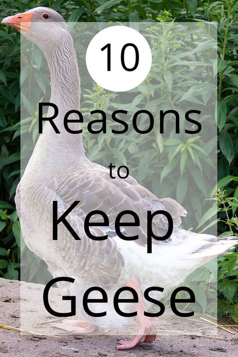 Sebastopol Geese, Geese Breeds, Goose House, Raising Turkeys, Backyard Ducks, Chicken Roost, Raising Ducks, Raising Farm Animals, Farm Layout