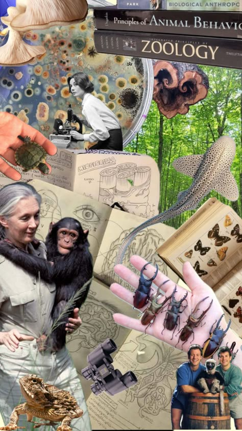 Zoology Aesthetic Wallpaper, Conservation Biologist, Work Vision Board, Biology Major, Environmental Scientist, Wildlife Biologist, Nature Collage, Eco Life, Animal Conservation