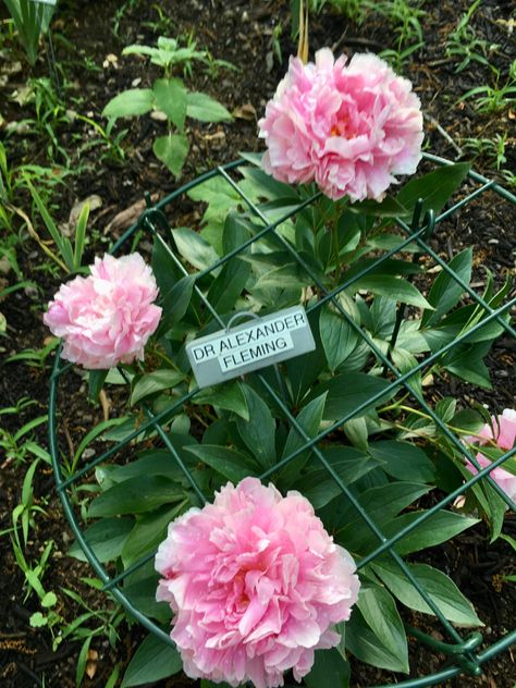 Alexander Fleming Peony, Alexander Fleming, Peonies, Alexander, Plants