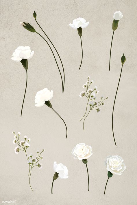 Blooming white carnation design element collection illustration | free image by rawpixel.com / Aew Flower Stem Illustration, White Carnation Drawing, White Carnations Aesthetic, White Flowers Drawing, White Flowers Illustration, White Flower Drawing, Carnation Illustration, White Flower Illustration, White Flower Tattoo