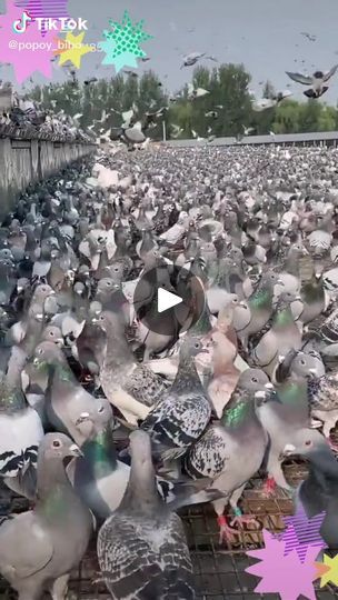 Racing Pigeon Lofts, Pigeon Loft, Racing Pigeons, Pigeon, Loft, Animals, Quick Saves