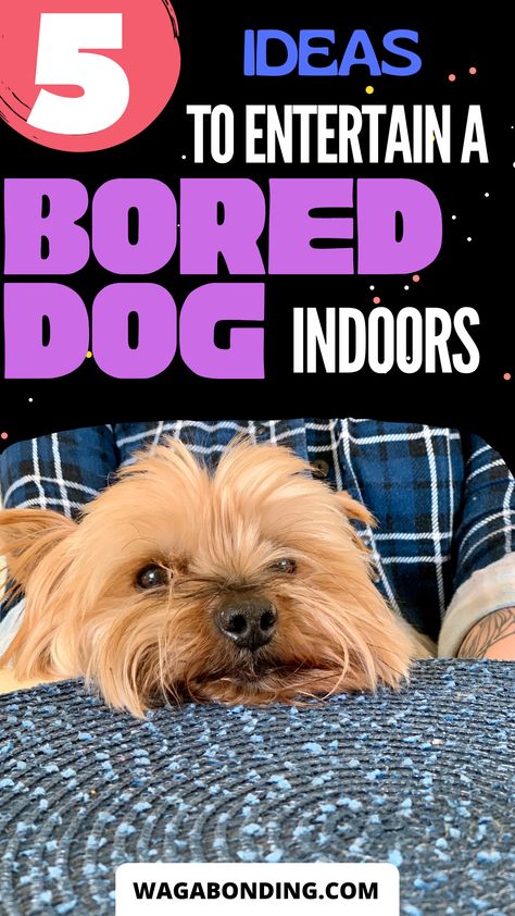 Finding fun activities to do with your dog at home that you both can enjoy is an excellent way to keep everyone occupied while bonding with your pet. Read on for ideas on fun activities to do with your dog indoors #funactivitieswithdogs Ways To Entertain Your Dog, Things To Do With Your Dog At Home, Indoor Dog Activities, Dog Play Ideas, Dog Boutique Ideas, Dog Boredom Buster, Pet Activities, Dog At Home, Bored Dog