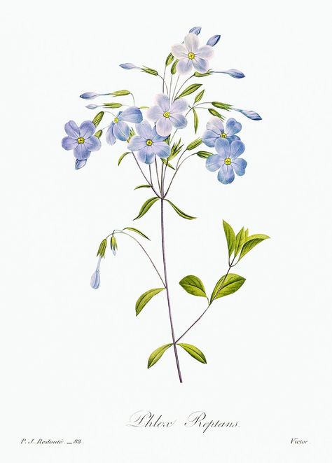 Reptans by Pierre-Joseph Redouté (1759–1840). Original from Biodiversity Heritage Library. Digitally enhanced by rawpixel. | free image by rawpixel.com / Biodiversity Heritage Library (Source) Redoute Flowers, Botanical Prints Free, Phlox Flowers, Free Illustration Images, Plant Drawing, Plant Print, Digital Flowers, Sumi E, Botanical Wall Art