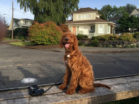 Irish Doodle Full Grown, Irish Doodle, Old Mcdonald, Irish Setter, New Dog, Goldendoodle, The Dogs, Puppy Love, Golden Retriever