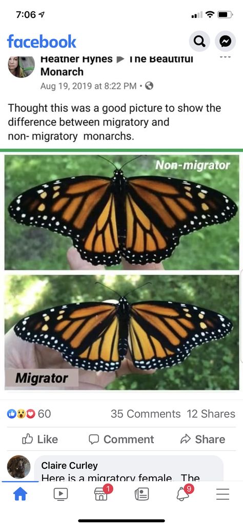 Butterfly Types, Monarch Butterfly Homeschool, Monarch Butterfly Growing, Monarch Habitat, Monarch Butterfly Facts, Raising Monarch Butterflies, Butterfly Facts, Monarch Butterfly Migration Mexico, Monarch Butterfly Garden