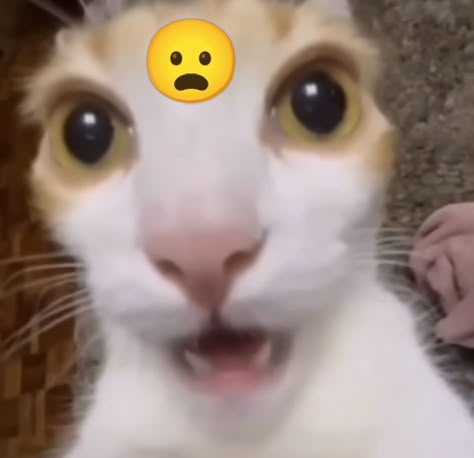 Shocked Cat, Meme Chat, Being Weird, Funny Looking Cats, Animal Icon, Silly Cats Pictures, Cat Icon, Better Days, Silly Animals