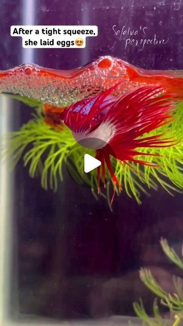 AKVARYUM Bilgi Paylasim on Instagram: "The story of a Betta family 🥰🥰 @unique_fishes_zone . . #aquarium #fishing #love #fishtanks #beatiful #aquascaping #reef #reels #instagood #aquariums #aquariumfish #tropicalfish #reelsinstagram #nature #kesfetteyiz #photographie #freshwater #reeftank #bigfish #reels #cichlid #animals #bettafishtank #arowana #bettamalaysia #aquascaper #betta #reelsvideo #koi #kesfet" Betta Aquascape, Koi Betta Fish, Fighter Fish, Koi Betta, Betta Fish Tank, Reef Tank, Aquascaping, Big Fish, Betta Fish