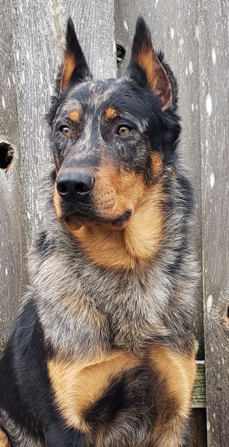 Merle Beauceron, Beauceron Dog Puppies, Beauceron Dog Harlequin, Beauceron Harlequin, Pretty Dog Breeds, Beauceron Puppy, French Shepherd, Beauceron Dog, Smartest Dog Breeds