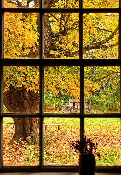 Picture it & Write creative writing prompt for March 22, 2015. An Open Window, Looking Out The Window, Window View, Autumn Beauty, Best Seasons, Open Window, Through The Window, Lombok, Autumn Aesthetic