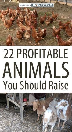 Chickens And Goats, Homestead Layout, Small Farming, Homesteading Animals, Raising Farm Animals, Homestead Life, Homesteading Diy, Backyard Chicken Farming, Farm Plans