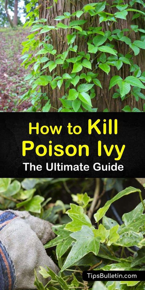 Find out how to kill poison ivy naturally. Our guide shows you how to get rid of poison ivy on skin, in yards, and on plants and trees with bleach, white vinegar, and other home remedies. You’ll never need to start itching again. #poisonivy #poisonoak #killpoisonivy Natural Poison Ivy Killer, Getting Rid Of Poison Ivy In Your Yard, How To Get Rid Of Poison Ivy Plants, How To Get Rid Of Poison Oak, How To Kill Poison Ivy In Yard, Poison Oak Remedies How To Get Rid, How To Kill Poison Ivy, How To Get Rid Of Poison Ivy, Poison Ivy On Skin