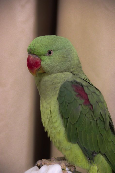 Had to take a photo of my parrot, it is just so beautiful to look at. #bird #parrot #photography Parrot Photography, Parrot Wallpaper, Bird Parrot, Desi Aesthetics, Take A Photo, How To Take Photos, So Beautiful, Parrot, Aesthetic Pictures