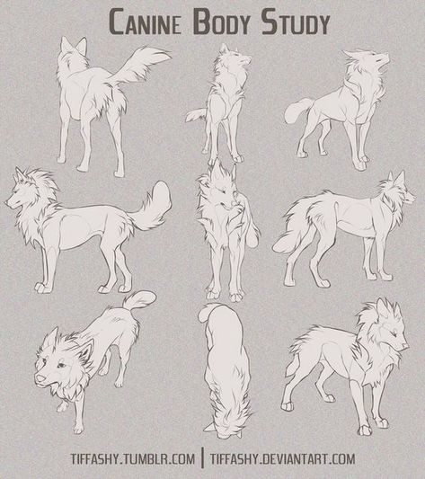 #wattpad #random Non of the pictures in here are mine Wolf Back View, Wolf Body Drawing, Wolf Front View, Study Tutorial, Anatomy Notes, Wolf Poses, Wolf Sketch, Canine Drawing, Body Study