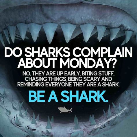 shark monday meme - do sharks complain about monday? no they are up early biting suff chasing things being scary and reminding everyone that they are a shark. be a shark Do Sharks Complain About Monday, Be A Shark Quote, Shark Funny Humor, Sharks Quotes, Shark Sayings, Funny Monday Images, Real Estate Sign Post, Shark Quotes, Shark Meme