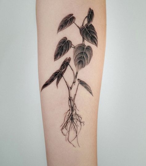 Plant Diagram Tattoo, Long Plant Tattoo, Satin Pothos Tattoo, Realism Plant Tattoo, Plant Roots Tattoo, Trailing Plant Tattoo, Flower Roots Tattoo, Houseplant Tattoo Sleeve, House Plant Tattoos