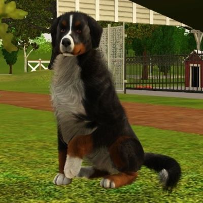 https://www.thesims3.com/assetDetail.html?assetId=8975917 Sims 3 Pets Cc, Sims 3 Pets, The Sims 3 Pets, Sims Pets, Dog Template, Sims 3 Mods, 3 Dogs, Wild Dog, Dog Pets