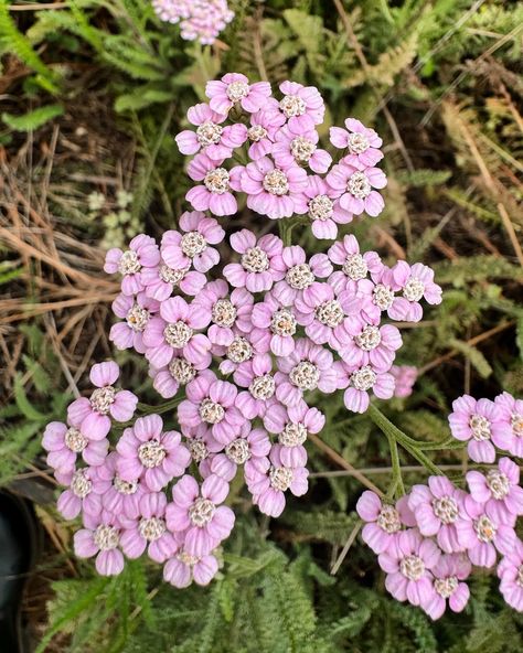 So excited for the yarrow, luckily I have some in the breeding side going crazy because the tortoise seems to love the yarrow Autumn Things, Pink Yarrow, 2d Art, Going Crazy, So Excited, Tortoise, Close Up, Flowers, Pink