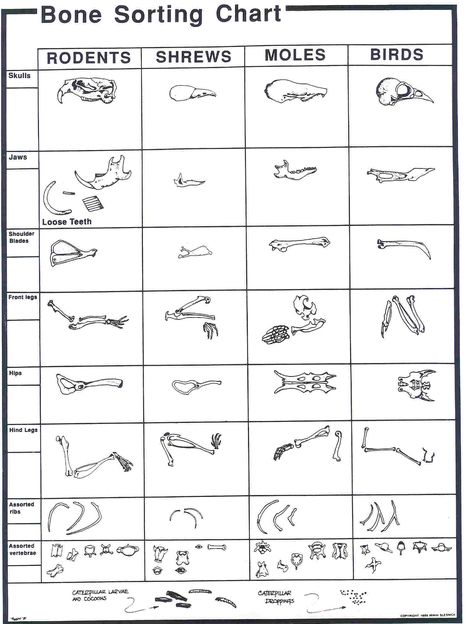 Owl+Pellet+Bone+Sorting+Chart Pig Dissection, Owl Pellet, Owl Pellets, Life Science Activities, Owl Classroom, Owl Moon, 5th Grade Science, Vulture Culture, Owl Theme