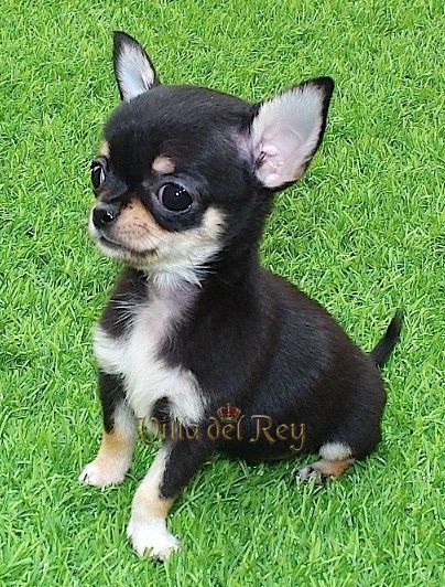 Applehead Chihuahua, Smallest Dog, Black Chihuahua, Teacup Chihuahua Puppies, Baby Chihuahua, Puppy Time, Cutest Puppies, Chihuahua Puppy, Animals Design